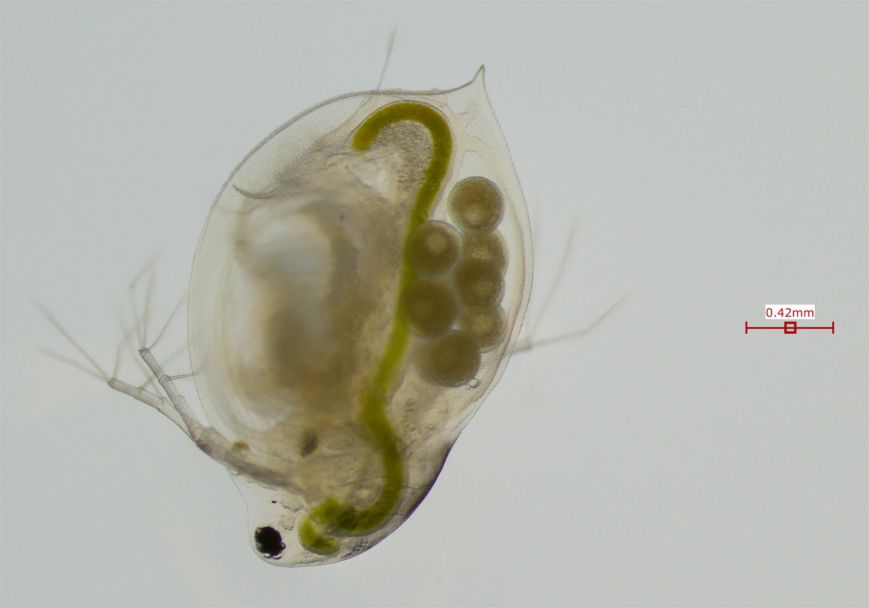 Daphnia melanica